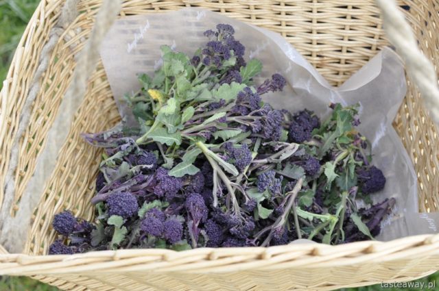 Daylesford Organic Farm, Cookery School, Farmshop, Cotswold, purple broccoli